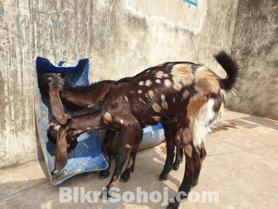 উন্নত জাতের ছাগল